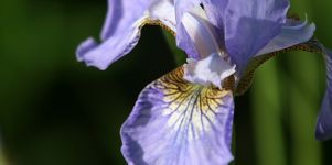 Lila Blume Hintergrundbild