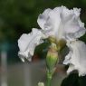 Strahlende-Blume-Background-Pic