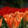 Tulpen-Beet-Desktop-Hintergrundbild