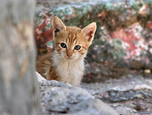 Katzenaugen Desktop Wallpaper