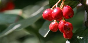 Wald Beeren Hintergrund Bild