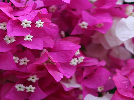 Mediterran Backdrop