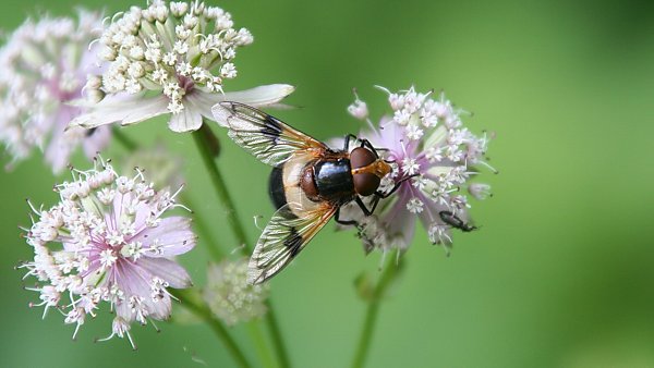 Schwebfliegen Desktop Wallpaper