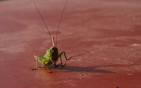 Insekten Desktopmotiv