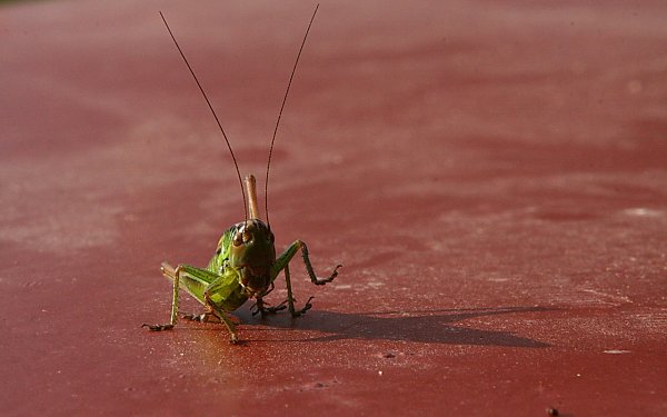 Insekten Desktopmotiv