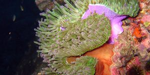 Korallen Anemonen Desktopmotiv