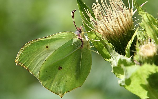 Schmetterling Backdrop