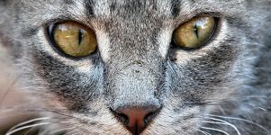 Katzen Augen Wallpaper
