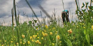 Sommerwiese Backdrop