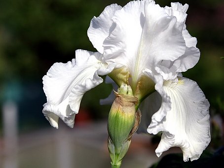 Blume Gekraeuselt Hintergrund