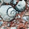 Fossil-Schnecke-Hintergrund-Bild