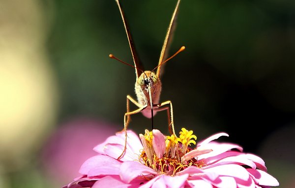 Insekten Backdrop