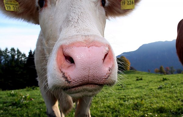 Landwirtschaft Hintergrund Bild