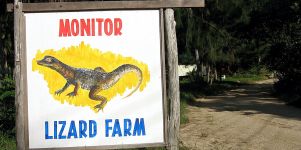 Lizard Farm Wallpaper