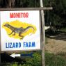 Lizard-Farm-Wallpaper