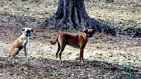 Hunde Bildschirmhintergrund