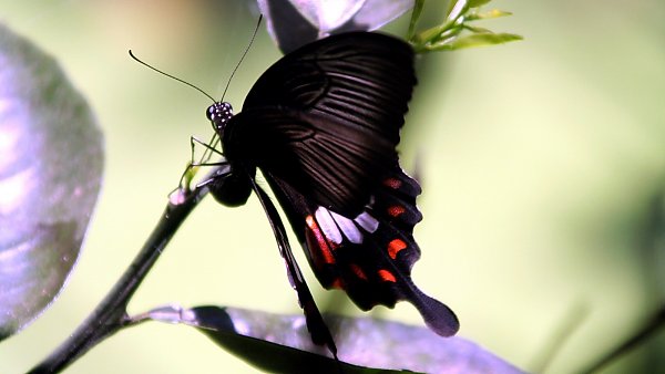 Insekten Bildschirmhintergrund