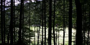 Nadelwald Hintergrund