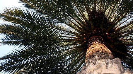 Palme Hintergrundbild