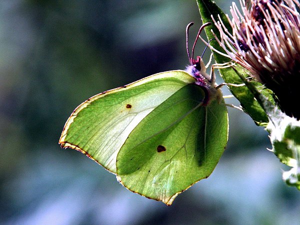 Schmetterling Gruen Hintergrund Pic