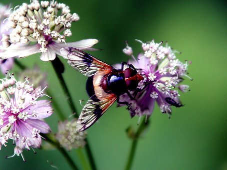 Schwebfliege Bildschirm Hintergrund