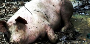 Schwein Hintergrund Pic