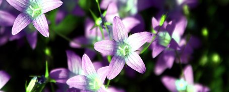 Sternfoermige Background Pic