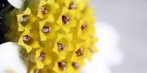 Pollen Desktop Wallpaper