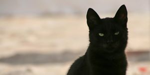 Schwarze Katze Desktop Hintergrundbild