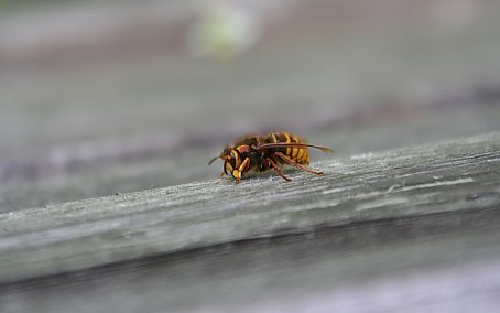 Insekten Backdrop