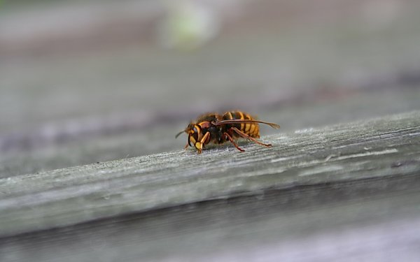 Insekten Backdrop