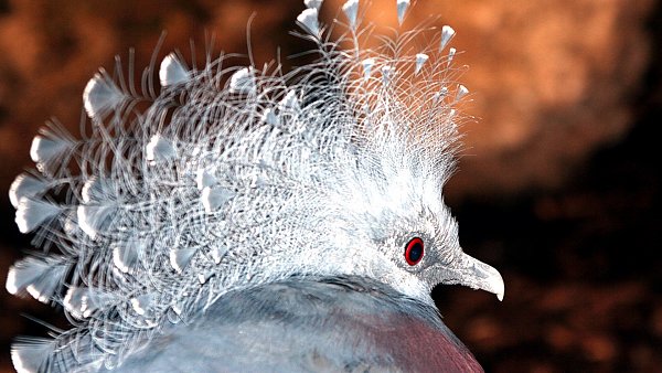 Vogel Federvieh Hintergrundbild