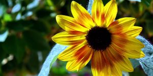 Sonnenblume Bild