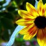 Sonnenblume-Bild