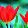 Tulpen-Hintergrund