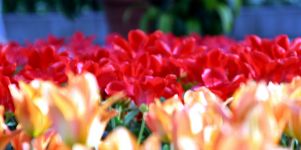 Tulpen Hintergrundbild