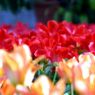 Tulpen-Hintergrundbild