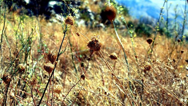 Vegetation Bildschirm Hintergrund