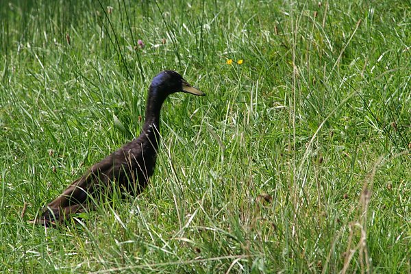 Enten Desktopmotiv