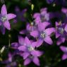 Farbe-Violett-Hintergrundbild