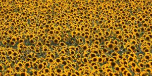 Sonnenblumen Galaxy S4 Wallpaper
