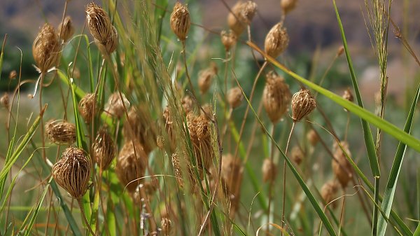 Gras Hintergrundbild