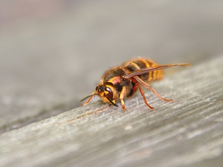 Insekten Hintergrundbild