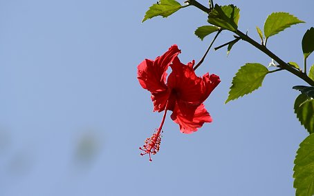 Hibiskus Wallpaper