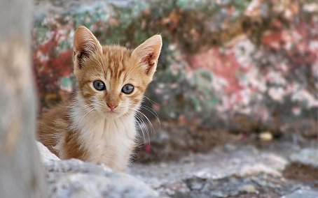 Katzen Hintergrund Bild