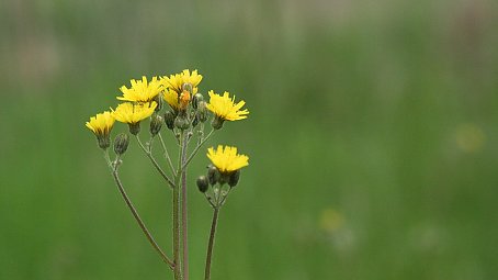 Knospen Desktopmotiv