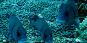 Korallen Fische Desktop Hintergrundbild