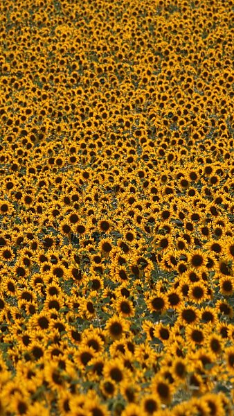 Sonnenblumenmeer Iphone 5 Wallpaper