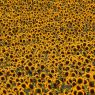 Sonnenblumenmeer-Iphone-5-Wallpaper