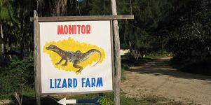 Lizard Farm Hintergrund Bild